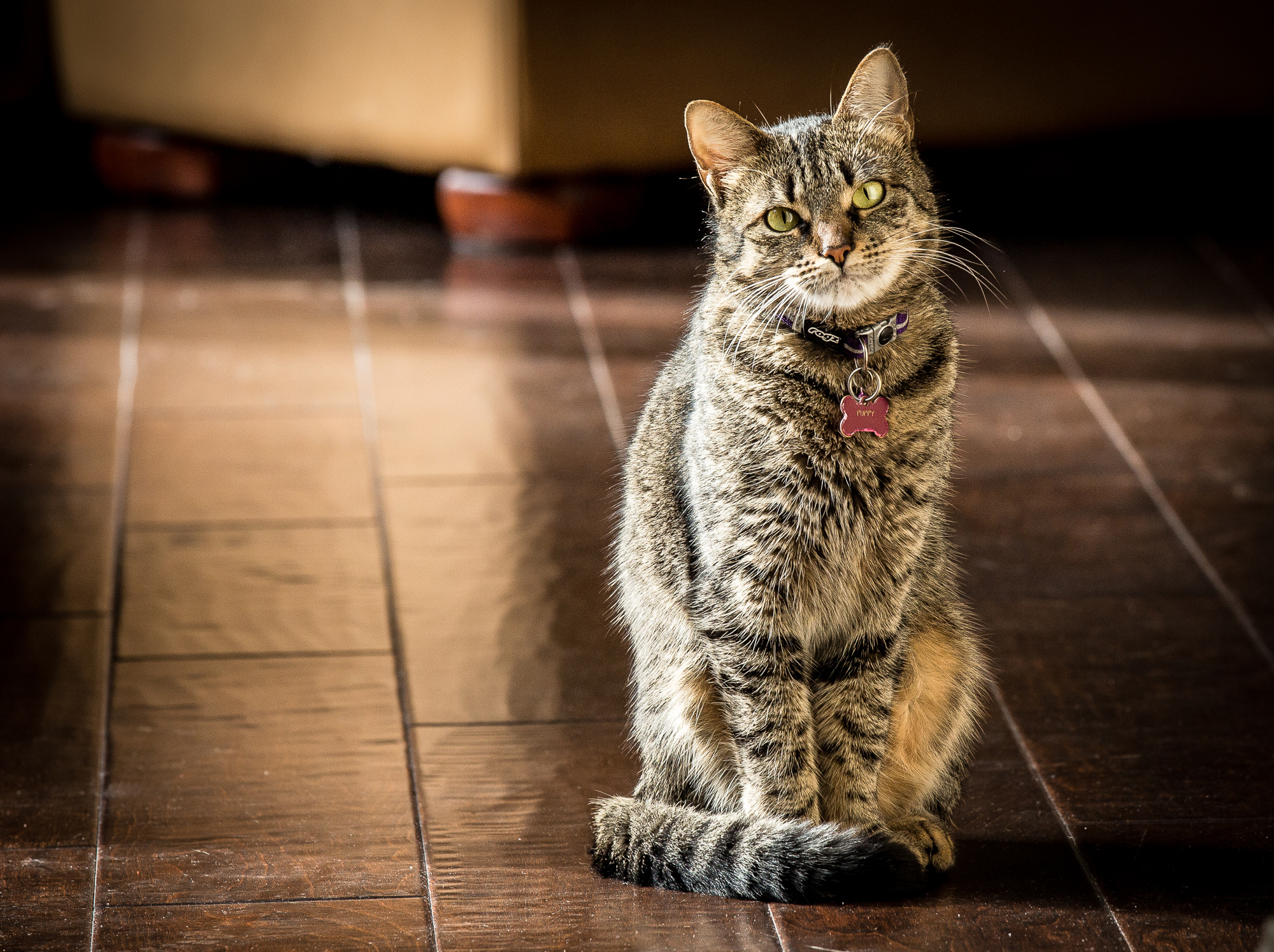 Puppy the Cat